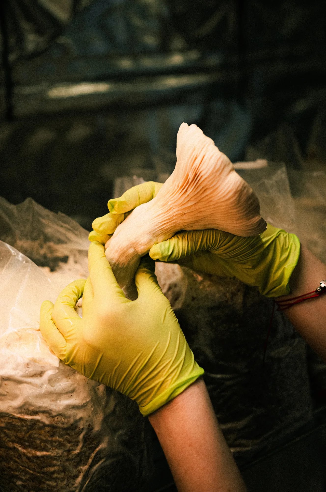 Gloved hands harvesting a fresh Lion's Mane mushroom at the Fungívora lab