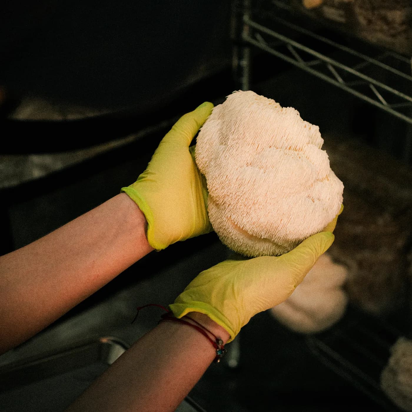 Manos con guantes sosteniendo una Melena de León fresca de Fungívora