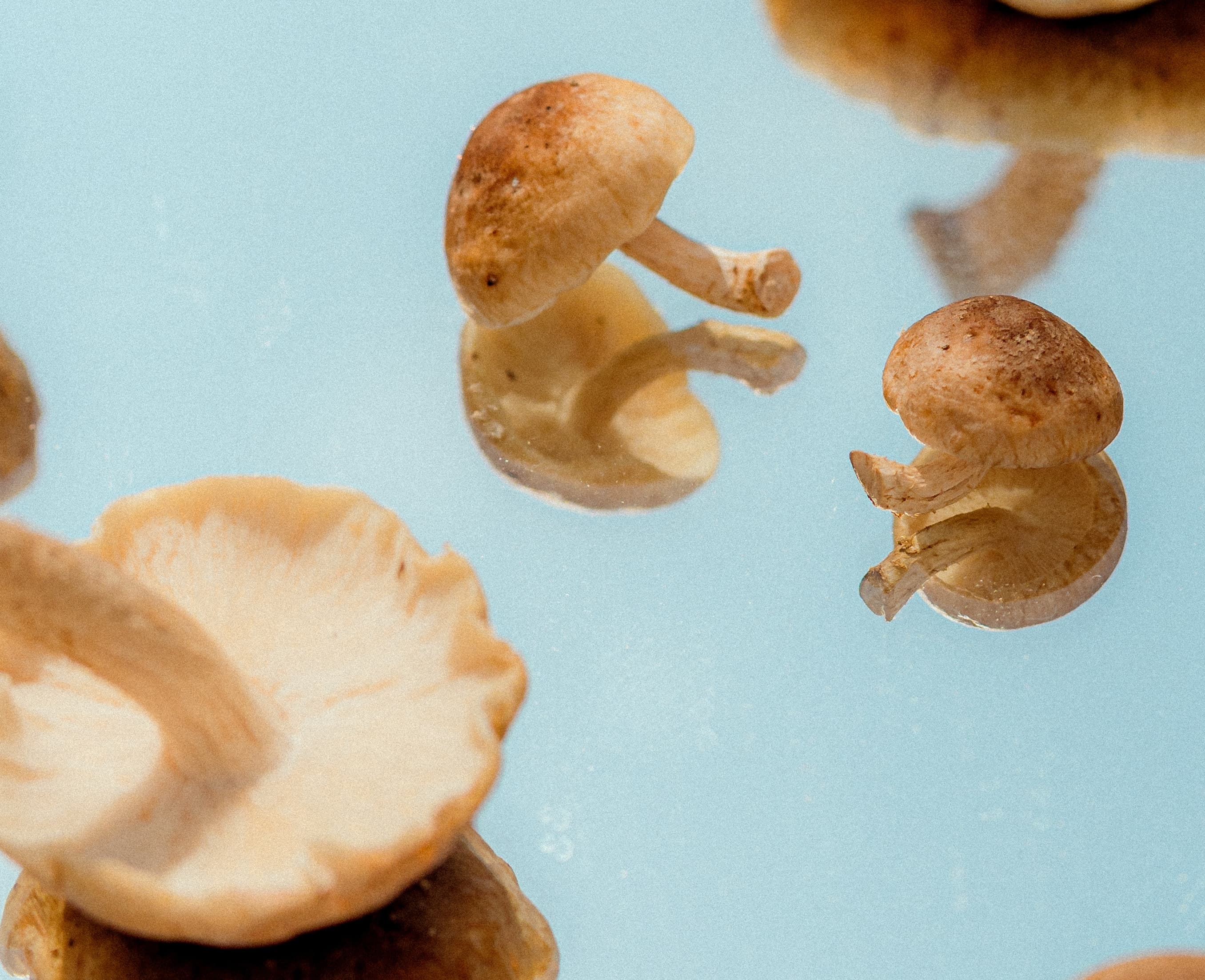 ¿Qué son los suplementos alimenticios de hongos?